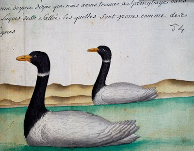 Gansos de Canadá, Springbaye, Región de los Lagos Salados, acuarela del libro de registro por Jacques Gouin de Beauchesne (1652-1730), capitán de la Compagnie royale de la Mer du Sud, de 1698 a 1701, Francia de French School