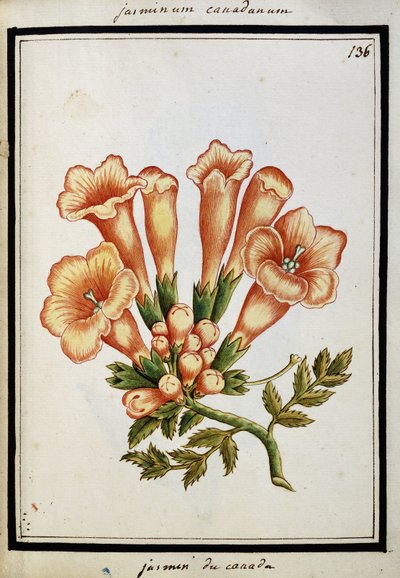 Jazmín canadiense, c.1700 de French School