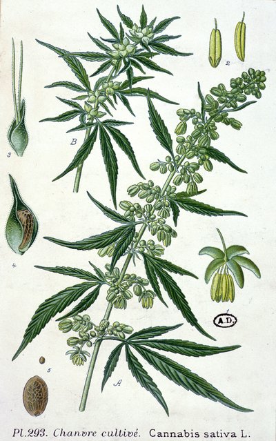 Cannabis sativa, lámina botánica de French School