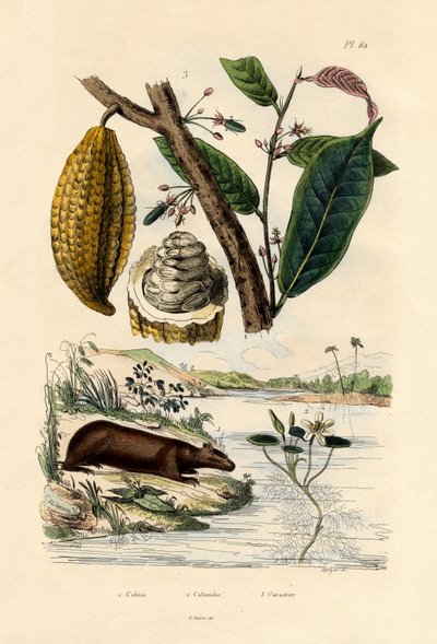 Capibara, 1833-39 de French School