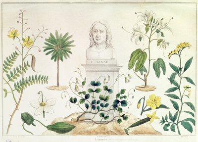 Carolus Linnaeus (1707-78) rodeado de algunas de las plantas que clasificó de French School
