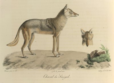 Chacal de Senegal. Un chacal de Senegal, de Historia natural de los mamíferos (litografia en color) de French School