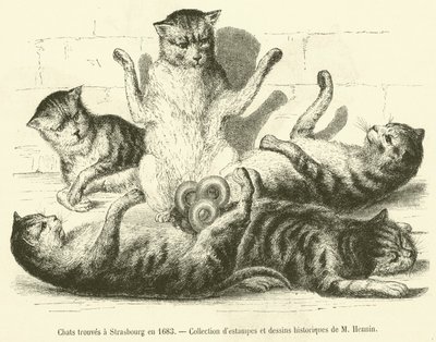 Gatos encontrados en Estrasburgo en 1683 de French School