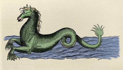 Caballo marino en 