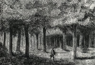 Bosque de árboles de quina produciendo corteza de quina para tratar la malaria, Perú, 1888 de French School