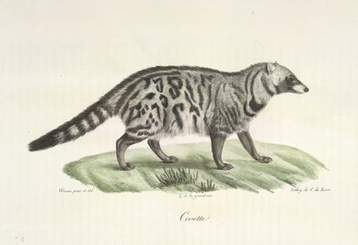 Civeta, de Historia natural de los mamíferos (litografia en color) de French School
