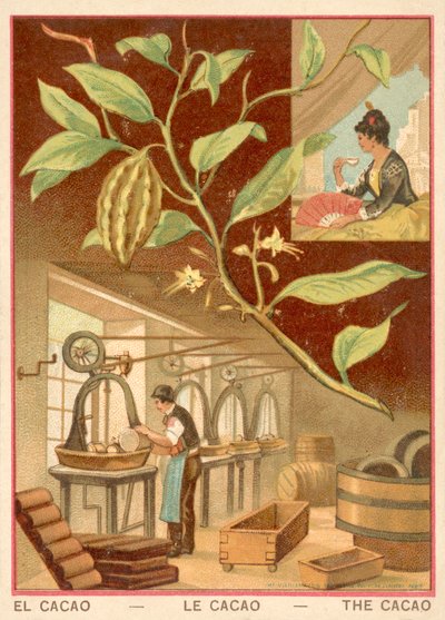 Cacao de French School