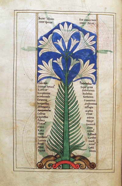 Un Lirio (lily longiflorum), del Liber Floridus de Lambert de Saint-Omer c.1120 de French School