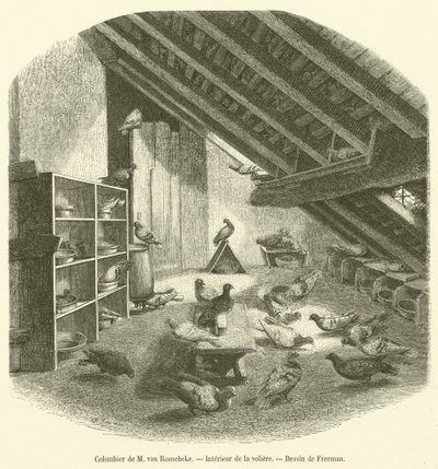 Palomar de M van Roosebeke, Interior de la pajarera de French School