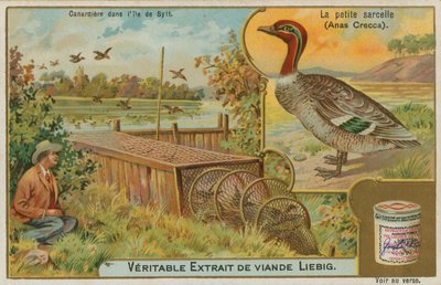 Cerceta común; captura de patos de French School