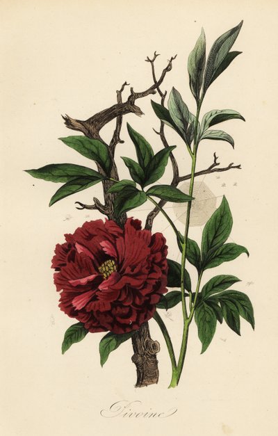 Peonía común, Paeonia officinalis, con telaraña de French School