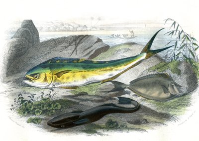 Coryphene Hippurus (besugo corifeno, pez camaleón) - En bas: echeneis remora et le nason licornet - Lámina extraída de la Historia Natural de Bernard Germain de Lacepede (1856-1925), edición P.Furme, París de French School