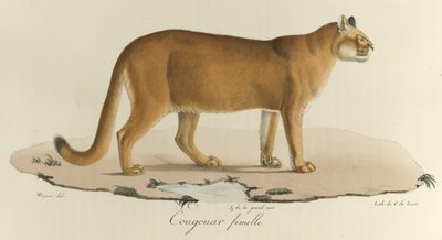 Puma, un puma hembra, de 