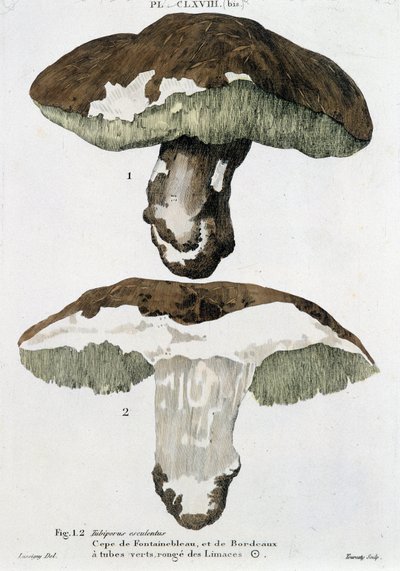 Cèpe de Fontainebleau y de Burdeos - en 