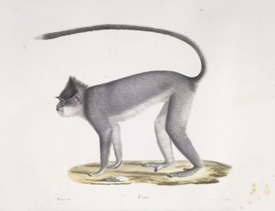 Croo. Un mono, de Historia natural de los mamíferos (litografia en color) de French School
