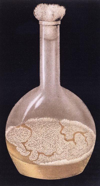 Cultivo de tuberculosis humana, de La Tuberculose et son Bacile por Isidore Strauss, 1895 de French School