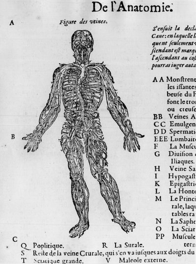 Corte del cuerpo humano: el sistema sanguíneo, venas. -en 