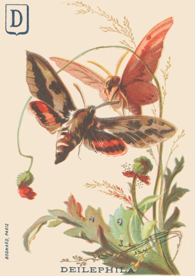 D: Deilephila (Deilephila elpenor o Gran esfinge de la vid) de French School