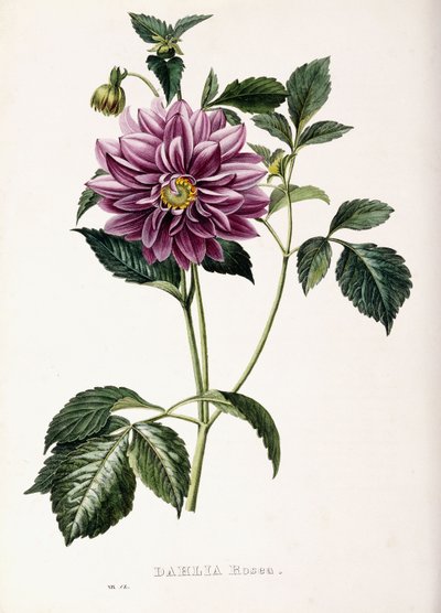 Dahlia Rosea, 1715 de French School
