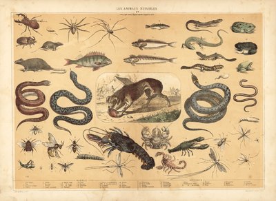 Animales peligrosos (litografía en color) de French School