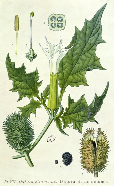 Datura stramonium, lámina botánica de French School
