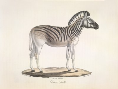 Daww hembra. El quagga rayado, o cebra de Burchell, de Sudáfrica (Asinus Burchellii), de la Historia natural de los mamíferos (color litográfico) de French School