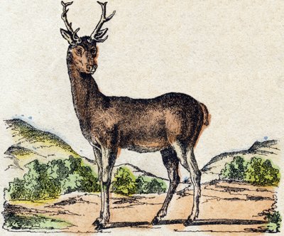 Ciervo. Grabado en "Alfabeto de animales salvajes". 9ª Serie. Imágenes de Epinal, Pellerin, impresor-editor, circa 1870. Grabados en madera, estarcidos. 16 páginas. Dim: 20 x 15 cm. Colección privada de French School