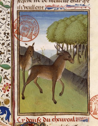 Ciervos y venados - en "El libro de caza de Gaston Phoebus, Conde de Foix, Señor de Béarn" de French School