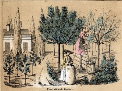 Descripción de la cosecha y productos de la seda: plantación de moreras. Placa “la soie” en “les Recreations instructives” Pintura sinóptica de Jules Delbruck, grabado de 1860. de French School