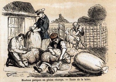 Descripción de los diversos usos y productos de las ovejas: esquila de ovejas. Placa “Les moutons” en “les Recreations instructives” Pintura sinóptica de Jules Delbruck, grabado de 1860. de French School