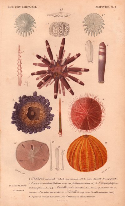 Diferentes tipos de coloridos erizos de mar y sus espinas, del "Dictionnaire Universel d