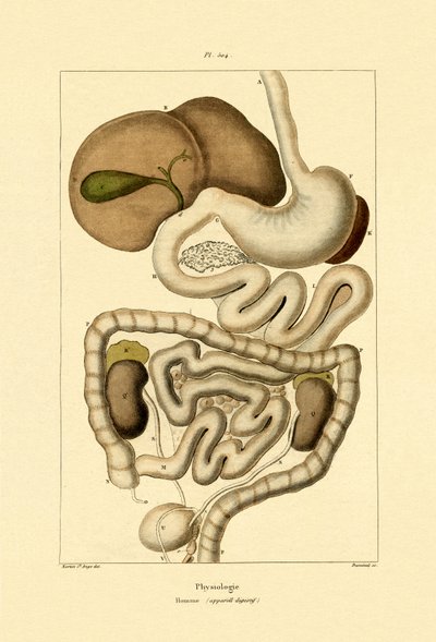 Sistema digestivo, 1833-39 de French School