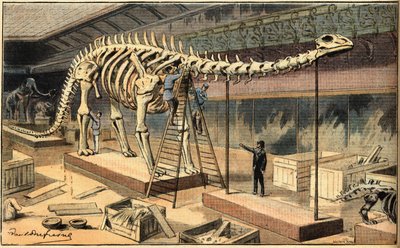 Fósil de diplodocus en el Museo de Historia Natural de París. Grabado del periódico 