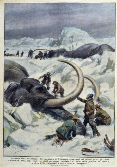 Descubrimiento de mamuts prehistóricos atrapados en el hielo polar, principios del siglo XX de French School