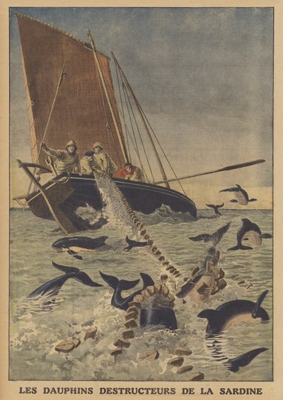 Delfines interrumpiendo la captura de sardinas de French School