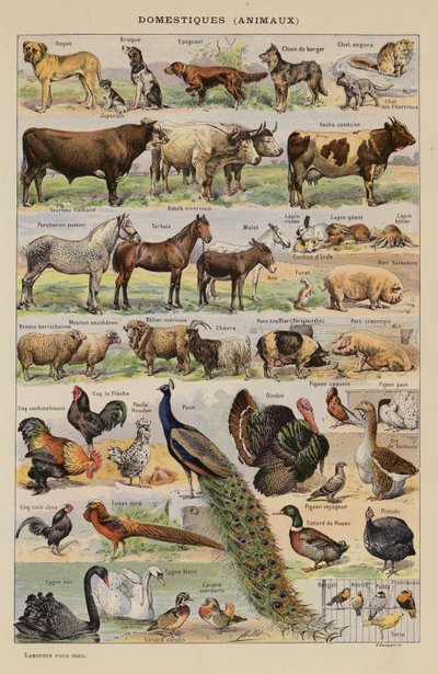 Doméstico, Animales (litografía en color) de French School