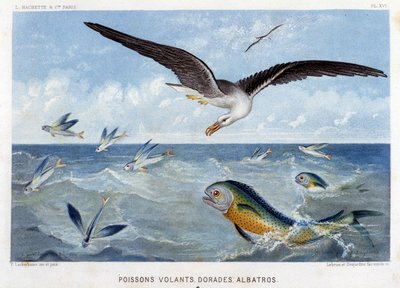 Dorades, Pisces volants, Albatros - en "Le Monde de la Mer" de Alfred Fredol. ed. París, Hachette. de French School