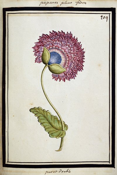 Amapola doble, c.1700 de French School