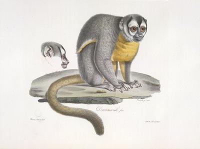 Douroucouli o mono nocturno - Aotus trivirgatus, de Historia Natural de los Mamíferos (lito de color) de French School