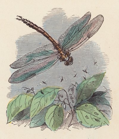 Libélula (grabado en color) de French School