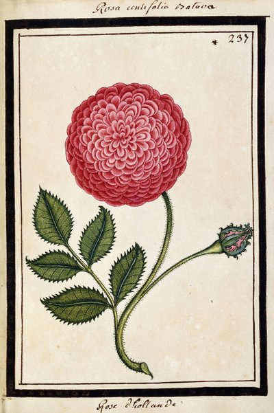 Rosa Holandesa, c.1700 de French School
