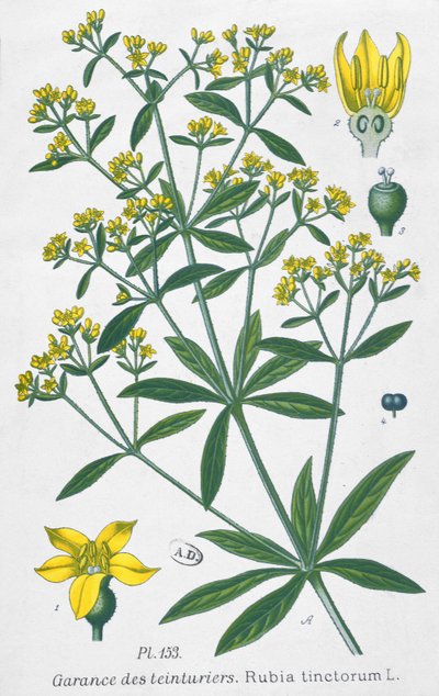 Rubia Tinctorum de French School