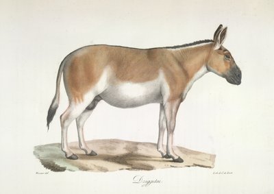 Dziggetai, de Historia natural de los mamíferos (litografia en color) de French School