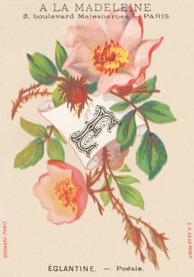 E: escaramujo - poesía de French School