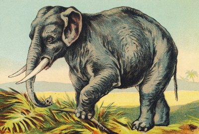 E como Elefante de French School