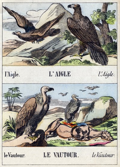 Águila y buitre. Grabado en "Buffon Alphabet des Oiseaux n 1". 3ª Serie N 1. Imágenes de Epinal, Epinal, finales del siglo XIX. 16 páginas. de French School