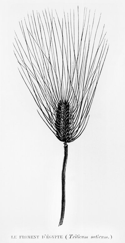Trigo egipcio, ilustración de L
