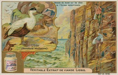 Pato eider; recolección de plumón de eider en una costa del norte de Europa de French School