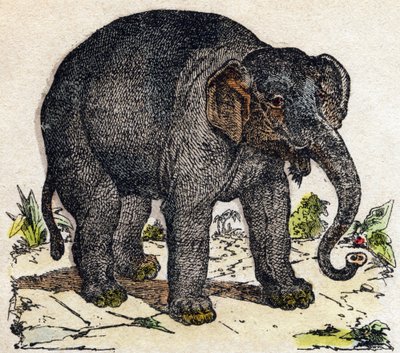Elefante. Grabado en "Alfabeto de los animales salvajes". 9ª Serie. Imágenes de Epinal, Pellerin, impresor-editor, circa 1870. Grabados en madera, estarcidos. 16 páginas. Colección privada de French School