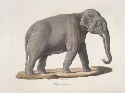 Elefante asiático, de Historia natural de los mamíferos (litografia en color) de French School